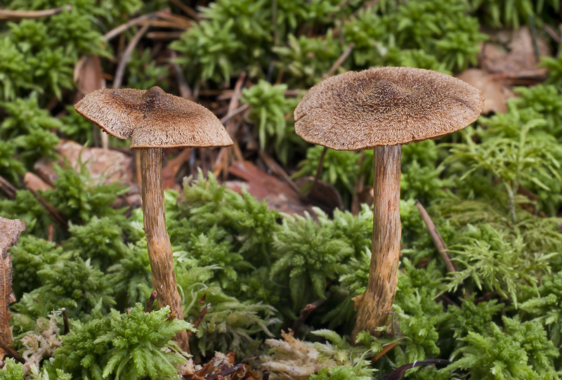 Cortinarius angelesianus